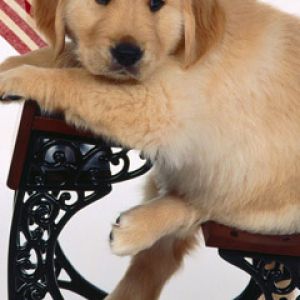 Cachorro de Golden Retriever