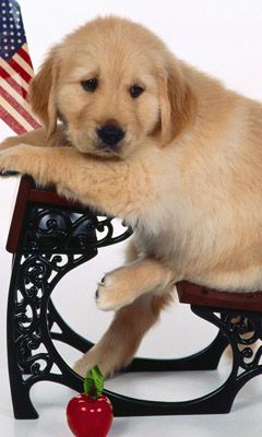 Cachorro de Golden Retriever