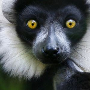 Lémur con Ojos Amarillos Impactantes