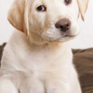 Cachorro Labrador Adorable