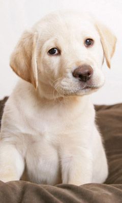 Cachorro Labrador Adorable