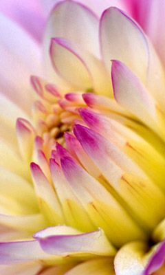 Hermosa Flor en Primer Plano