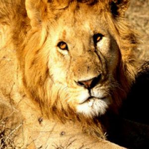 León Majestuoso en la Naturaleza