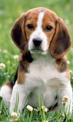 Cachorro Beagle Adorable