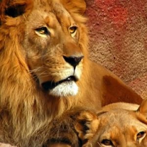 Leones Majestuosos en la Naturaleza