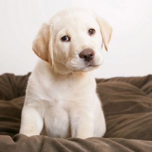 Adorable Cachorro de Labrador