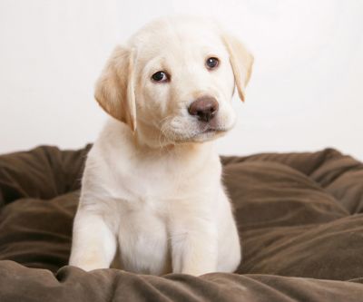 Adorable Cachorro de Labrador