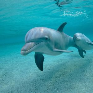 Delfines nadando juntos