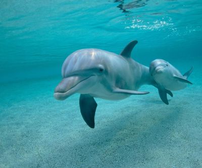 Delfines nadando juntos