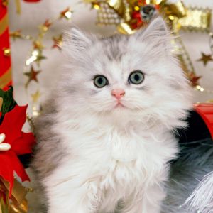 Gatito Navideño Adorable