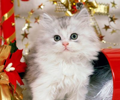 Gatito Navideño Adorable