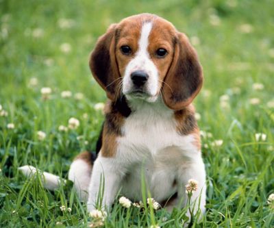 Cachorro Beagle Adorable