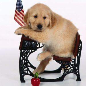 Cachorro de Golden Retriever