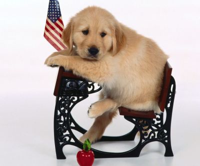 Cachorro de Golden Retriever