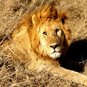 León Majestuoso en la Naturaleza