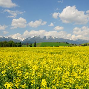 Campo de Flores Amarillas Vibrantes