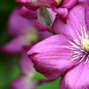 Flor Rosa Vibrante
