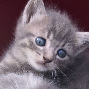 Gatito Gris Adorable
