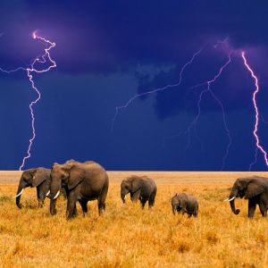 Elefantes en Tormenta