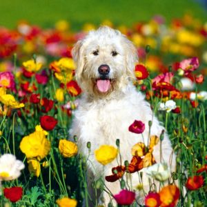 Perro Feliz en Campo de Flores