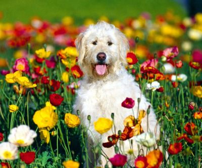 Perro Feliz en Campo de Flores