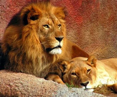 Leones Majestuosos Descansando Juntos