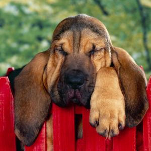 Perro Durmiendo Adorable
