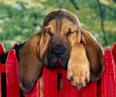 Perro Durmiendo Adorable