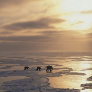 Osos Polares en el Hielo