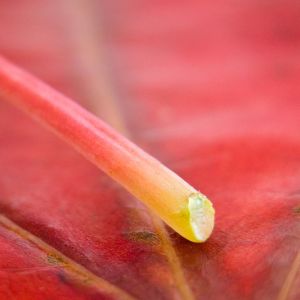 Primer plano de una hoja colorida