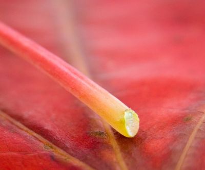 Primer plano de una hoja colorida