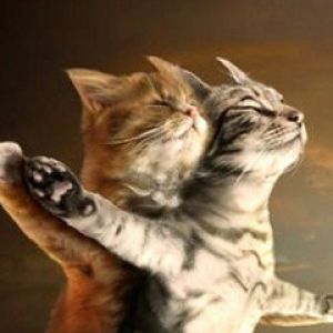 Gatos adorables abrazándose