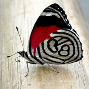 Mariposa Colorida con Patrones Únicos