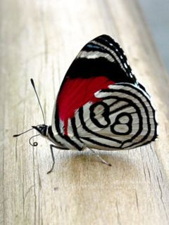 Mariposa Colorida con Patrones Únicos