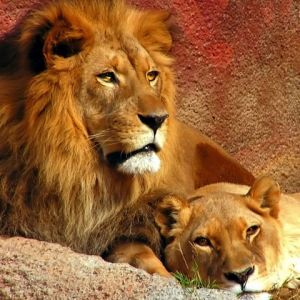 Leones Majestuosos en la Naturaleza