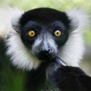 Lémur con Ojos Impactantes