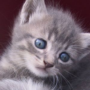 Gatito Gris Adorable