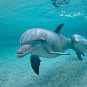 Delfines nadando bajo el agua