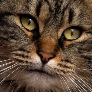 Gato Adorable en Primer Plano