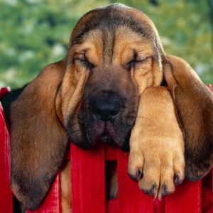 Perro Durmiendo Adorable