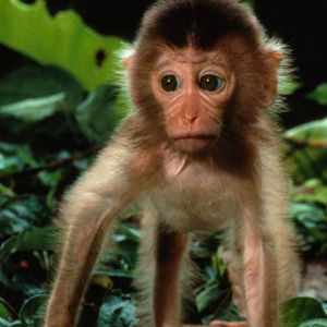 Mono Bebé Adorable