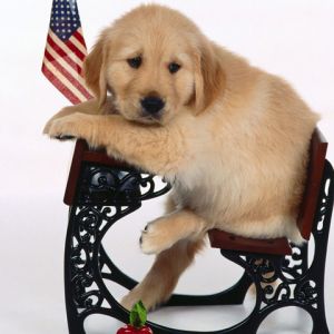 Cachorro de Golden Retriever Adorable