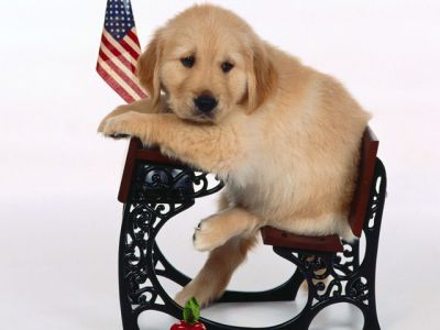 Cachorro de Golden Retriever Adorable