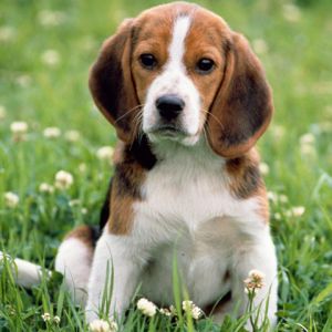 Adorable Cachorro Beagle