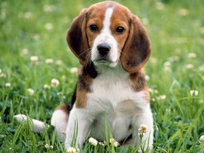 Adorable Cachorro Beagle