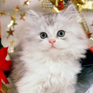 Gatito Navideño Adorable
