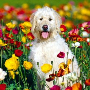 Perro lindo en campo de flores