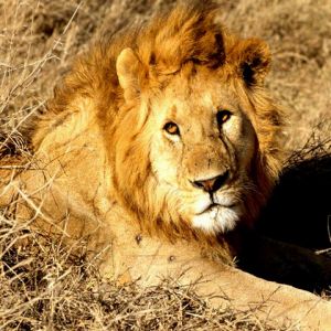 León Majestuoso en la Naturaleza