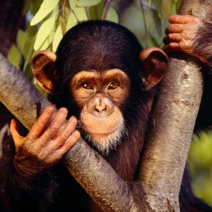 Chimpancé lindo en el árbol