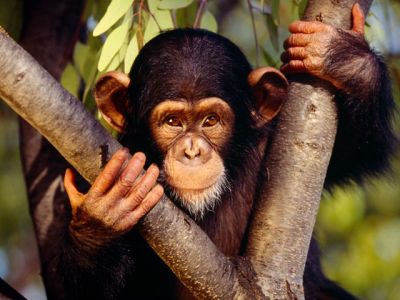 Chimpancé lindo en el árbol